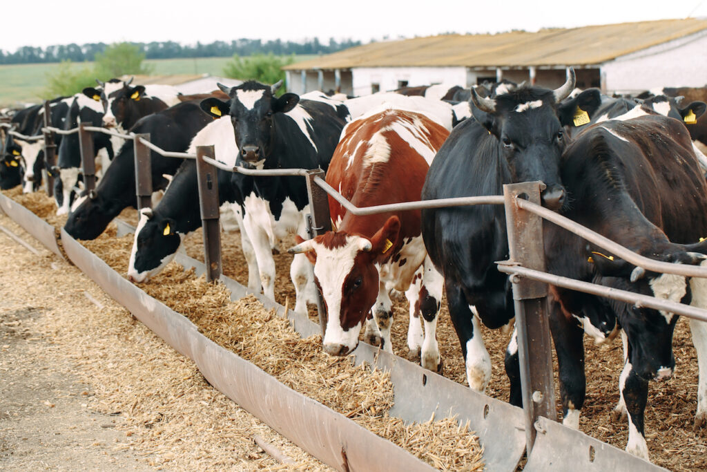 Agricultura inteligente en Malasia. Sistema de cría de ganado asegurado y rastreable